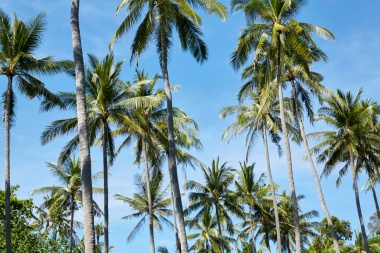 beach club coconut palms.tif